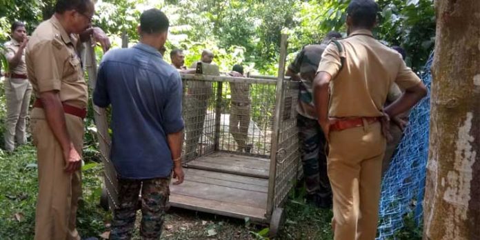 കൂടൽ ഇഞ്ചപ്പാറയിൽ പുലിയെ പിടികൂടാൻ കൂട് സ്ഥാപിച്ചു കൂടൽ ഇഞ്ചപ്പാറയിൽ പുലിയെ പിടികൂടാൻ കൂട് സ്ഥാപിച്ചു