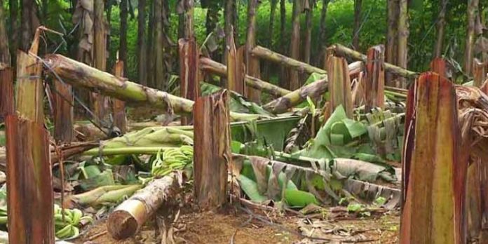 കോതമംഗലത്ത് വെട്ടുവീണത് വാഴക്കുലകള്ക്ക് അല്ല, കര്ഷകന്റെ നടുവിനാണ് ; ആ കണ്ണീര് അന്വേഷണത്തിന് തുടയ്ക്കാനാവുമോ? കോതമംഗലത്ത് വെട്ടുവീണത് വാഴക്കുലകള്ക്ക് അല്ല, കര്ഷകന്റെ നടുവിനാണ് ; ആ കണ്ണീര് അന്വേഷണത്തിന് തുടയ്ക്കാനാവുമോ?