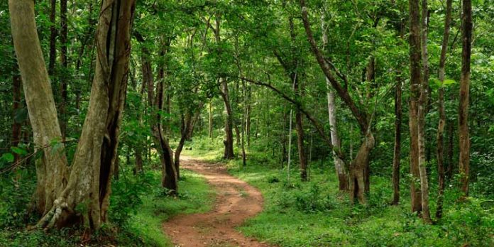 കോന്നി ഇനി ബിഗ് സ്ക്രീനില് മിന്നും കോന്നി ഇനി ബിഗ് സ്ക്രീനില് മിന്നും