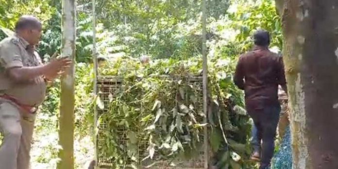 പുലിയെ പിടിക്കാന് കൂട് വെച്ചു ; പക്ഷേ ഇര എവിടെ ? പുലിയെ പിടിക്കാന് കൂട് വെച്ചു ; പക്ഷേ ഇര എവിടെ ?