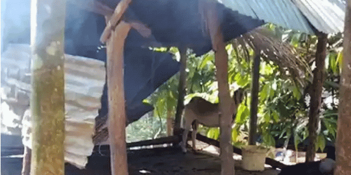 കൂടലിൽ കൂട് സ്ഥാപിച്ചിടത്ത് വീണ്ടും പുലി ; രണ്ട് ആടുകളെ കടിച്ചുകൊന്നു കൂടലിൽ കൂട് സ്ഥാപിച്ചിടത്ത് വീണ്ടും പുലി ; രണ്ട് ആടുകളെ കടിച്ചുകൊന്നു