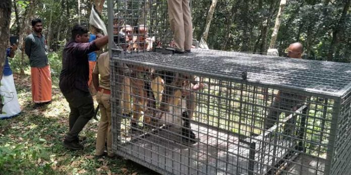 പാക്കണ്ടത്ത് രണ്ട് ആടുകളെ പുലി പിടിച്ചു പാക്കണ്ടത്ത് രണ്ട് ആടുകളെ പുലി പിടിച്ചു