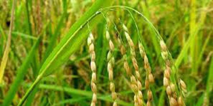 നിറപുത്തരി ; കതിര് കുലകള് കറ്റകളാക്കി സമര്പ്പിക്കാന് കര്ഷകര് നിറപുത്തരി ; കതിര് കുലകള് കറ്റകളാക്കി സമര്പ്പിക്കാന് കര്ഷകര്