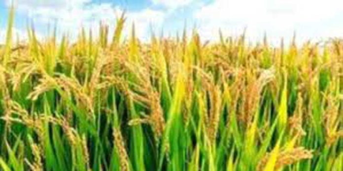 നിറപുത്തരി മഹോത്സവം നിറപുത്തരി മഹോത്സവം