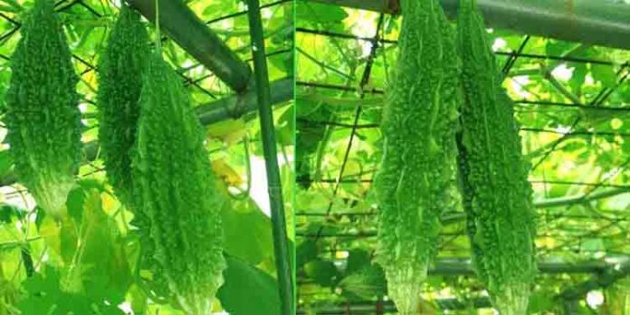 പാവൽ കൃഷിയിൽ നല്ല വിള ലഭിക്കാൻ ഈ രീതിയിൽ ചെയ്യാം പാവൽ കൃഷിയിൽ നല്ല വിള ലഭിക്കാൻ ഈ രീതിയിൽ ചെയ്യാം