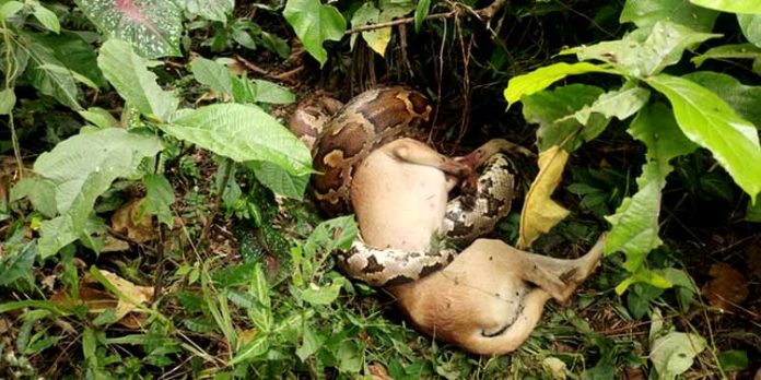 നായയെ അകത്താക്കിയ വമ്പന് പെരുമ്പാമ്പിനെ ചാക്കിലാക്കി പത്തനംതിട്ട സിവില് ഡിഫന്സ് വോളണ്ടിയര്മാര് നായയെ അകത്താക്കിയ വമ്പന് പെരുമ്പാമ്പിനെ ചാക്കിലാക്കി പത്തനംതിട്ട സിവില് ഡിഫന്സ് വോളണ്ടിയര്മാര്