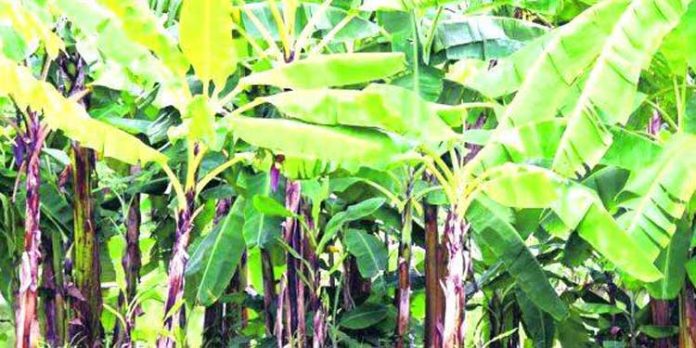 വരള്ച്ച രൂക്ഷം ; ദുരിതത്തില് വഴക്കൃഷി കര്ഷകര് വരള്ച്ച രൂക്ഷം ; ദുരിതത്തില് വഴക്കൃഷി കര്ഷകര്