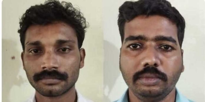 വളർത്തുപോത്തുകളെ മോഷ്ടിച്ച് ഒളിവിൽ പോയ പ്രതികൾ പിടിയിൽ വളർത്തുപോത്തുകളെ മോഷ്ടിച്ച് ഒളിവിൽ പോയ പ്രതികൾ പിടിയിൽ