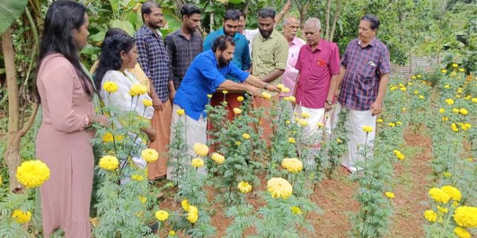 ജെണ്ടുമല്ലിയെ വരുമാനമാക്കി ബിടെക് ബിരുദധാരികള് ജെണ്ടുമല്ലിയെ വരുമാനമാക്കി ബിടെക് ബിരുദധാരികള്