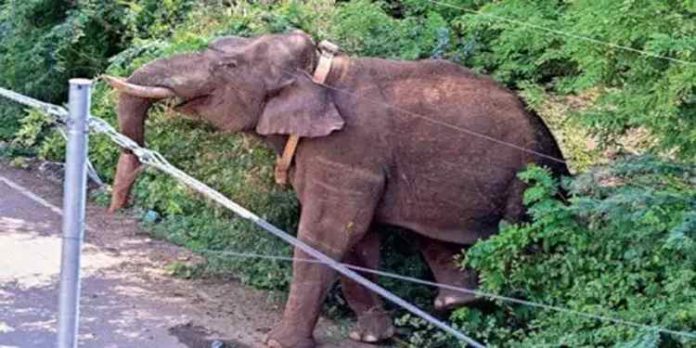 അരിക്കൊമ്പനെ കാട്ടിലേക്ക് ഓടിക്കാനുള്ള ശ്രമം തുടർന്ന് തമിഴ്നാട് വനം വകുപ്പ് അരിക്കൊമ്പനെ കാട്ടിലേക്ക് ഓടിക്കാനുള്ള ശ്രമം തുടർന്ന് തമിഴ്നാട് വനം വകുപ്പ്