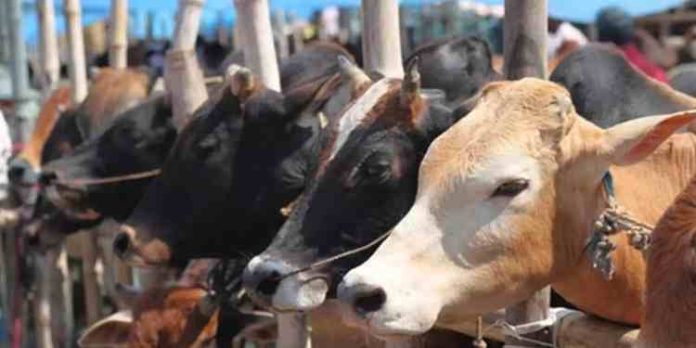 കന്നുകാലികളെ അറുക്കുന്നതിൽ കർശന നിയന്ത്രണം ഏർപ്പെടുത്തി ലക്ഷദ്വീപ് മൃഗസംരക്ഷണ വകുപ്പ് കന്നുകാലികളെ അറുക്കുന്നതിൽ കർശന നിയന്ത്രണം ഏർപ്പെടുത്തി ലക്ഷദ്വീപ് മൃഗസംരക്ഷണ വകുപ്പ്