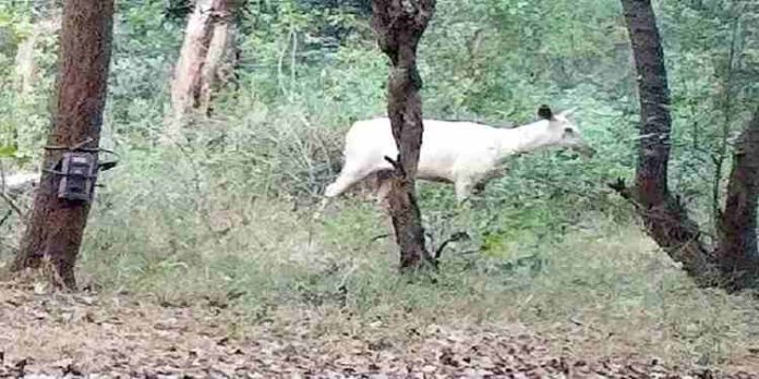 ബന്ദിപ്പൂരിൽ വെള്ളകലമാനെ കണ്ടെത്തി ബന്ദിപ്പൂരിൽ വെള്ളകലമാനെ കണ്ടെത്തി