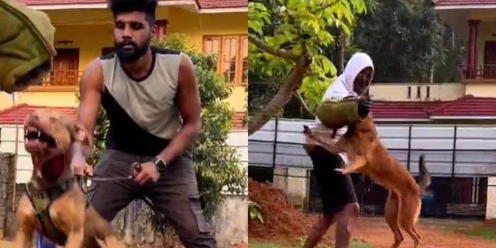 നായക്കാവലിൽ കഞ്ചാവ് വിൽപ്പന ; പ്രതി റോബിൻ പിടിയിൽ നായക്കാവലിൽ കഞ്ചാവ് വിൽപ്പന ; പ്രതി റോബിൻ പിടിയിൽ