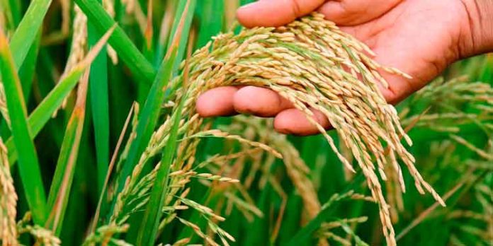നെല്ല് സംഭരണം ; 40 കോടി രൂപ എസ്ബിഐ ഇന്ന് കർഷകർക്ക് കൈമാറും നെല്ല് സംഭരണം ; 40 കോടി രൂപ എസ്ബിഐ ഇന്ന് കർഷകർക്ക് കൈമാറും