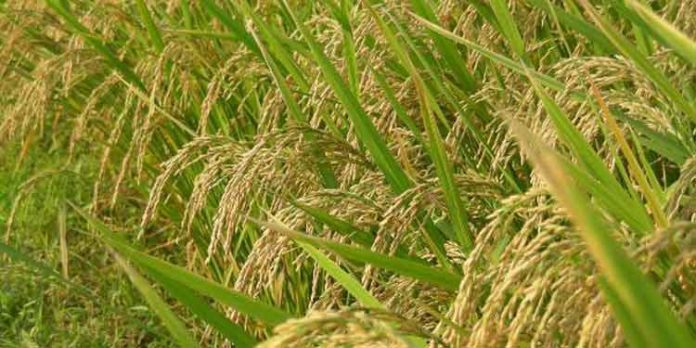 പ്രതിസന്ധിയിലാണ് ; നെല്ലിന്റെ താങ്ങുവില വർധിപ്പിക്കണമെന്ന് കർഷകർ പ്രതിസന്ധിയിലാണ് ; നെല്ലിന്റെ താങ്ങുവില വർധിപ്പിക്കണമെന്ന് കർഷകർ