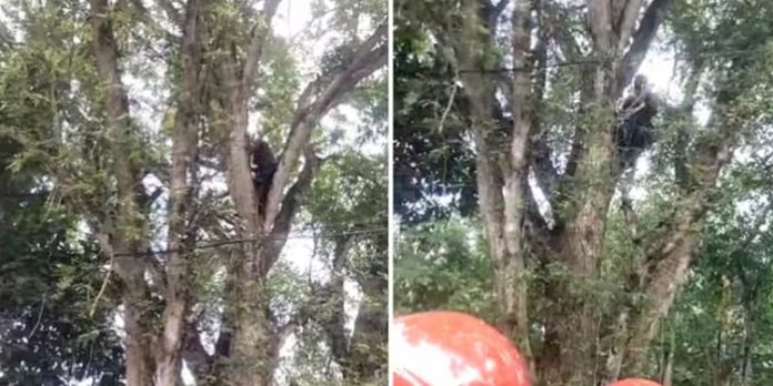 മരം മുറിച്ച കൂലി കിട്ടിയില്ലെന്ന് ആരോപണം ; ആത്മഹത്യാ ഭീഷണി മുഴക്കി മധ്യവയസ്കന് മരം മുറിച്ച കൂലി കിട്ടിയില്ലെന്ന് ആരോപണം ; ആത്മഹത്യാ ഭീഷണി മുഴക്കി മധ്യവയസ്കന്
