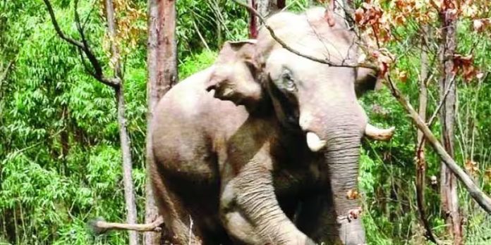 ജനവാസ മേഖലയിൽ നിന്ന് തിരിച്ചു പോകാതെ അരിക്കൊമ്പൻ ; ഉൾക്കാട്ടിലേക്ക് അയക്കാൻ ശ്രമം തുടരുന്നു ജനവാസ മേഖലയിൽ നിന്ന് തിരിച്ചു പോകാതെ അരിക്കൊമ്പൻ ; ഉൾക്കാട്ടിലേക്ക് അയക്കാൻ ശ്രമം തുടരുന്നു