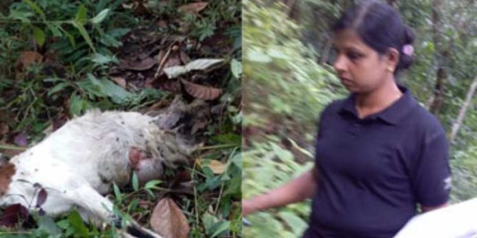 അജ്ഞാത ജീവിയുടെ ആക്രമണത്തിൽ ആട് ചത്തു അജ്ഞാത ജീവിയുടെ ആക്രമണത്തിൽ ആട് ചത്തു