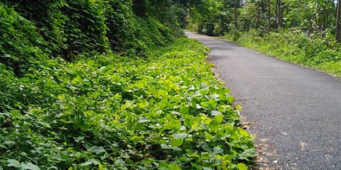 മന്ദിരം – തെക്കേപ്പുറം റോഡ് കാടു മൂടിയിട്ടും തിരിഞ്ഞു നോക്കാതെ അധികൃതര് മന്ദിരം – തെക്കേപ്പുറം റോഡ് കാടു മൂടിയിട്ടും തിരിഞ്ഞു നോക്കാതെ അധികൃതര്