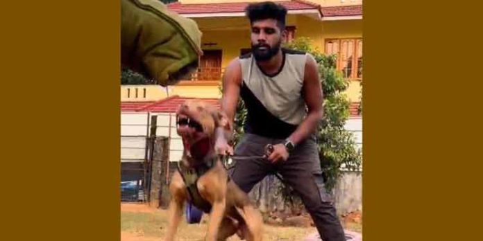 നായക്കാവലിലെ കഞ്ചാവ് വിൽപ്പന ; ജില്ലയിലെ ഗുണ്ടാ സംഘങ്ങൾക്ക് ലഹരി എത്തിക്കുന്നത് പ്രതി റോബിനെന്ന് പോലീസ് നായക്കാവലിലെ കഞ്ചാവ് വിൽപ്പന ; ജില്ലയിലെ ഗുണ്ടാ സംഘങ്ങൾക്ക് ലഹരി എത്തിക്കുന്നത് പ്രതി റോബിനെന്ന് പോലീസ്