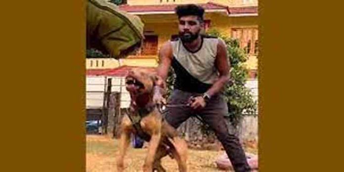 നായ്ക്കളുടെ കാവലിൽ കഞ്ചാവ് വിൽപ്പന : റോബിൻ ജോർജിനെ സുഹൃത്തുക്കൾ കുടുക്കിയതാണെന്ന് ഭാര്യ നായ്ക്കളുടെ കാവലിൽ കഞ്ചാവ് വിൽപ്പന : റോബിൻ ജോർജിനെ സുഹൃത്തുക്കൾ കുടുക്കിയതാണെന്ന് ഭാര്യ