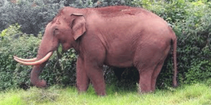 ചിറ്റാറില് ഭീതി പരത്തി കാട്ടാന ; വാഴയും കമുകും നശിപ്പിച്ചു ചിറ്റാറില് ഭീതി പരത്തി കാട്ടാന ; വാഴയും കമുകും നശിപ്പിച്ചു