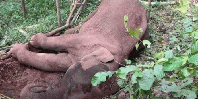 കോന്നി , റാന്നി വനം ഡിവിഷനുകളിൽ ഒരു വർഷത്തിനിടെ ചരിഞ്ഞത് എട്ടോളം ആനകൾ കോന്നി , റാന്നി വനം ഡിവിഷനുകളിൽ ഒരു വർഷത്തിനിടെ ചരിഞ്ഞത് എട്ടോളം ആനകൾ