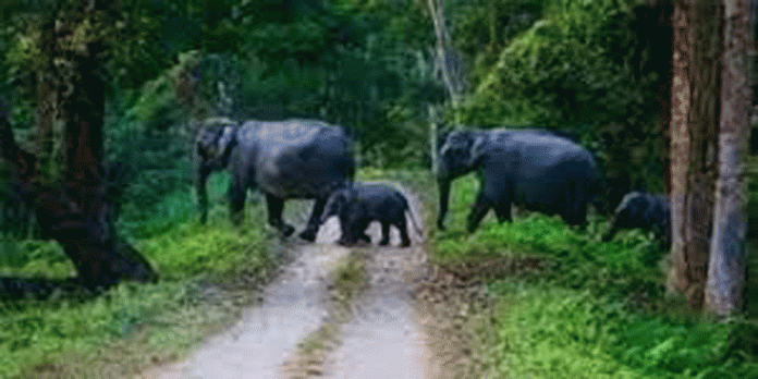 വന്യജീവി വാരാഘോഷം ; ജില്ലയില് വനം വകുപ്പിന്റെ നേതൃത്വത്തിൽ വിവിധ പരിപാടികള് സംഘടിപ്പിക്കും വന്യജീവി വാരാഘോഷം ; ജില്ലയില് വനം വകുപ്പിന്റെ നേതൃത്വത്തിൽ വിവിധ പരിപാടികള് സംഘടിപ്പിക്കും
