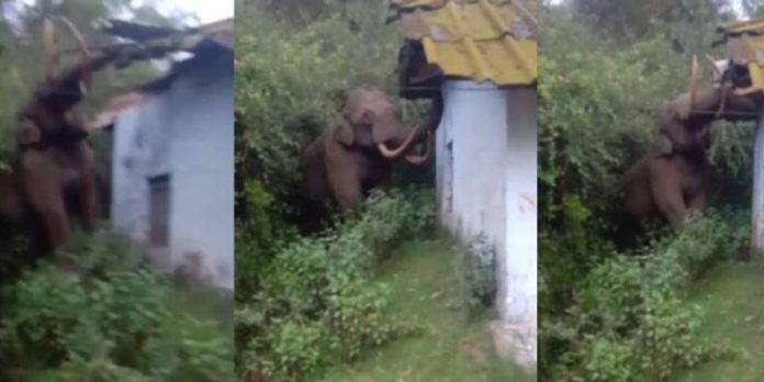മൂന്നാറില് അരിക്കട സംരക്ഷിക്കാൻ നിന്ന നാട്ടുകാരെ വെട്ടിച്ച് റേഷൻ കട തകര്ത്ത് പടയപ്പ മൂന്നാറില് അരിക്കട സംരക്ഷിക്കാൻ നിന്ന നാട്ടുകാരെ വെട്ടിച്ച് റേഷൻ കട തകര്ത്ത് പടയപ്പ