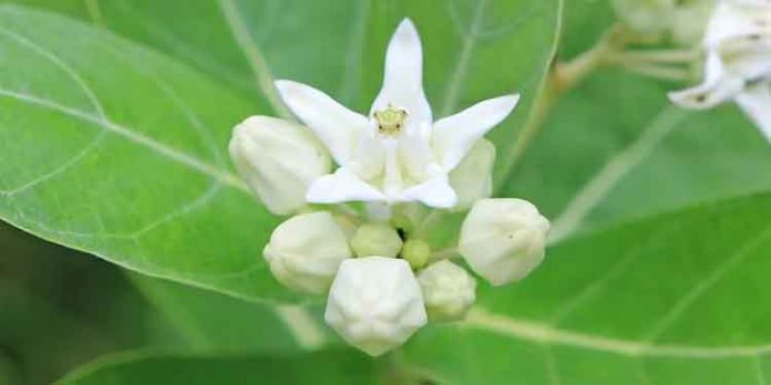 പാമ്പിന്റെ വിഷം ബാധിക്കാതിരിക്കാൻ എരിക്കിന്റെ രണ്ടു മൂന്നില മതി പാമ്പിന്റെ വിഷം ബാധിക്കാതിരിക്കാൻ എരിക്കിന്റെ രണ്ടു മൂന്നില മതി