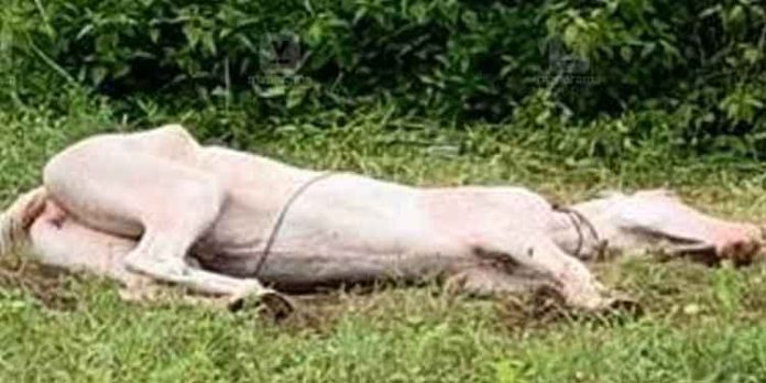 കോഴിക്കോട് കാപ്പാട് വിനോദസഞ്ചാര കേന്ദ്രത്തിൽ സവാരി നടത്തിയ കുതിര ചത്തു കോഴിക്കോട് കാപ്പാട് വിനോദസഞ്ചാര കേന്ദ്രത്തിൽ സവാരി നടത്തിയ കുതിര ചത്തു