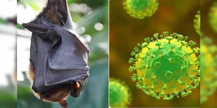 നിപ : സമ്പര്ക്ക പട്ടികയിലുള്ളത് 980 പേര്, ഇന്നത്തെ 61 പരിശോധന ഫലങ്ങളും നെഗറ്റീവ് നിപ : സമ്പര്ക്ക പട്ടികയിലുള്ളത് 980 പേര്, ഇന്നത്തെ 61 പരിശോധന ഫലങ്ങളും നെഗറ്റീവ്