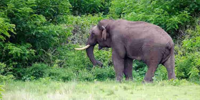 വെള്ളമുണ്ടയില് കാട്ടാനയുടെ ആക്രമണത്തില് വനംവകുപ്പ് വാച്ചര് കൊല്ലപ്പെട്ട സംഭവം ; മൃതദേഹം ഏറ്റുവാങ്ങാതെ ബന്ധുക്കള് വെള്ളമുണ്ടയില് കാട്ടാനയുടെ ആക്രമണത്തില് വനംവകുപ്പ് വാച്ചര് കൊല്ലപ്പെട്ട സംഭവം ; മൃതദേഹം ഏറ്റുവാങ്ങാതെ ബന്ധുക്കള്