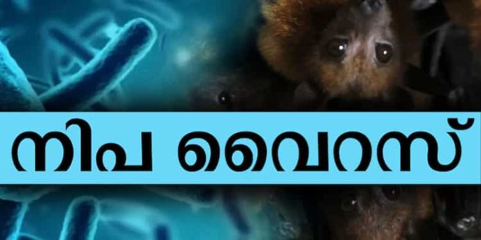 എന്താണ് നിപ വൈറസ്? രോഗലക്ഷണങ്ങളും കാരണങ്ങളും പ്രതിരോധവും അറിയാം എന്താണ് നിപ വൈറസ്? രോഗലക്ഷണങ്ങളും കാരണങ്ങളും പ്രതിരോധവും അറിയാം