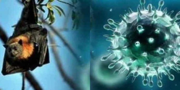 നിപ വ്യാജ സൃഷ്ടിയെന്ന് ഫെയ്സ്ബുക്ക് പോസ്റ്റ് ; യുവാവിനെതിരെ കേസ് നിപ വ്യാജ സൃഷ്ടിയെന്ന് ഫെയ്സ്ബുക്ക് പോസ്റ്റ് ; യുവാവിനെതിരെ കേസ്