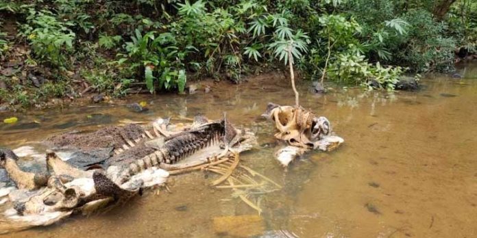 ആഴ്ചകൾ പഴക്കമുള്ള കാട്ടാനയുടെ ജഡം കണ്ടെത്തി ആഴ്ചകൾ പഴക്കമുള്ള കാട്ടാനയുടെ ജഡം കണ്ടെത്തി