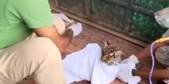 അമ്മ കടുവ ഉപേക്ഷിച്ചു ; മുലപ്പാല് കിട്ടാതെ നാലു കുഞ്ഞുങ്ങള് ചത്തു അമ്മ കടുവ ഉപേക്ഷിച്ചു ; മുലപ്പാല് കിട്ടാതെ നാലു കുഞ്ഞുങ്ങള് ചത്തു
