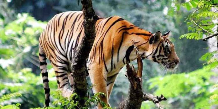 വന്യജീവി വാരാഘോഷം 2023 : കേരളത്തിലെ വന്യജീവി സങ്കേതങ്ങളിലും ദേശീയോദ്യാനങ്ങളിലും സൗജന്യ പ്രവേശനം വന്യജീവി വാരാഘോഷം 2023 : കേരളത്തിലെ വന്യജീവി സങ്കേതങ്ങളിലും ദേശീയോദ്യാനങ്ങളിലും സൗജന്യ പ്രവേശനം