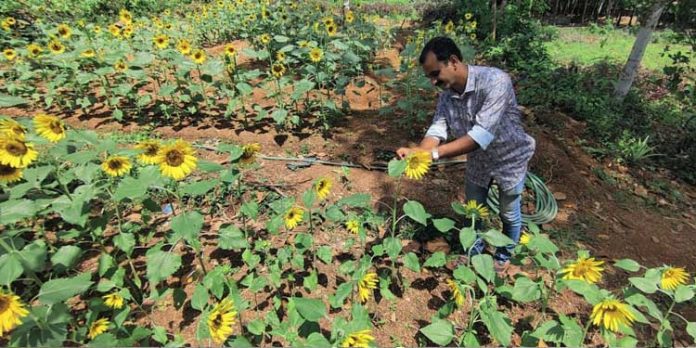 വെള്ളക്കുളങ്ങരയിലും വർണ്ണവസന്തം തീർത്ത് സൂര്യകാന്തി പൂത്തു വെള്ളക്കുളങ്ങരയിലും വർണ്ണവസന്തം തീർത്ത് സൂര്യകാന്തി പൂത്തു