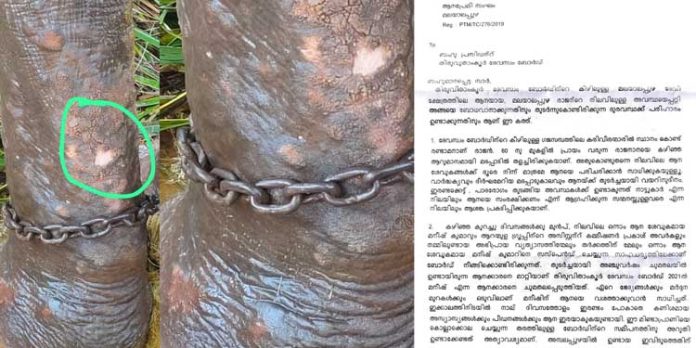 ഒന്നാം പാപ്പാനെ സസ്പെൻഡ് ചെയ്തതിനെ തുടർന്ന് ദുരിതത്തിലായത് മലയാലപ്പുഴ രാജൻ ഒന്നാം പാപ്പാനെ സസ്പെൻഡ് ചെയ്തതിനെ തുടർന്ന് ദുരിതത്തിലായത് മലയാലപ്പുഴ രാജൻ