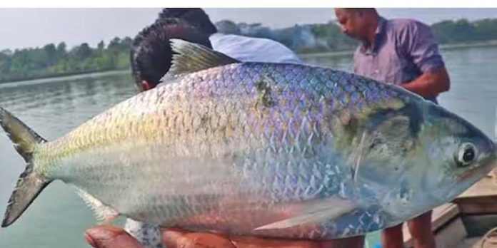 കിട്ടിയത് ഒരേയൊരു മീൻ, ഭാരം 2 കിലോ ; മീൻപിടുത്തക്കാരന് ലോട്ടറി – വിറ്റത് 19000 രൂപക്ക് കിട്ടിയത് ഒരേയൊരു മീൻ, ഭാരം 2 കിലോ ; മീൻപിടുത്തക്കാരന് ലോട്ടറി – വിറ്റത് 19000 രൂപക്ക്