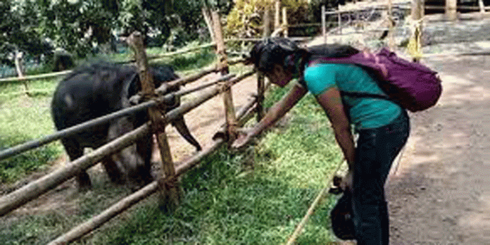 ഓണക്കാലത്തെ കോന്നി ആനത്താവളത്തിന്റെ വരുമാനം അഞ്ച് ലക്ഷം ഓണക്കാലത്തെ കോന്നി ആനത്താവളത്തിന്റെ വരുമാനം അഞ്ച് ലക്ഷം