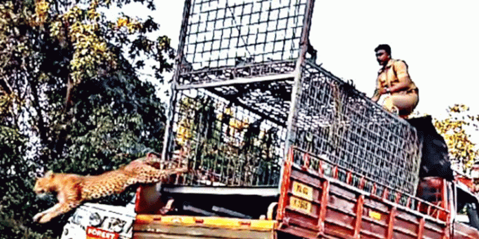 കൂടലിൽ ഭീതി പരത്തിയ പുലിയെ കക്കി വനമേഖലയിൽ തുറന്നു വിട്ടു കൂടലിൽ ഭീതി പരത്തിയ പുലിയെ കക്കി വനമേഖലയിൽ തുറന്നു വിട്ടു