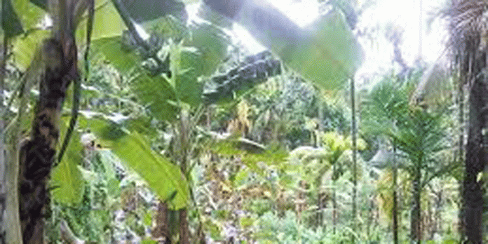 ജില്ലയില് മഴ തകർത്തു ; കാർഷിക വിളകൾക്ക് പുതുജീവൻ ജില്ലയില് മഴ തകർത്തു ; കാർഷിക വിളകൾക്ക് പുതുജീവൻ