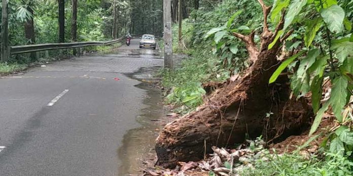 റോഡിലേക്ക് ഇളകി വീണ തേക്കിൻകുറ്റി നീക്കം ചെയ്യുന്നില്ല റോഡിലേക്ക് ഇളകി വീണ തേക്കിൻകുറ്റി നീക്കം ചെയ്യുന്നില്ല