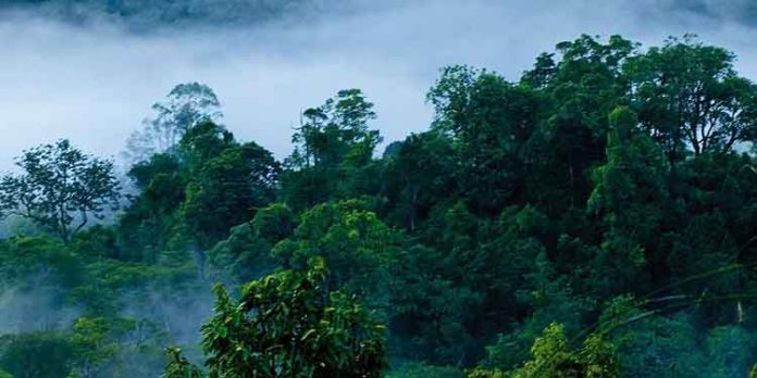 നെല്ലിയാമ്പതിയിലെ കോടമഞ്ഞ് കണ്ടിട്ടുണ്ടോ? ഇല്ലെങ്കിൽ പോരെ.. കെഎസ്ആര്ടിസിയിൽ പോകാം നെല്ലിയാമ്പതിയിലെ കോടമഞ്ഞ് കണ്ടിട്ടുണ്ടോ? ഇല്ലെങ്കിൽ പോരെ.. കെഎസ്ആര്ടിസിയിൽ പോകാം