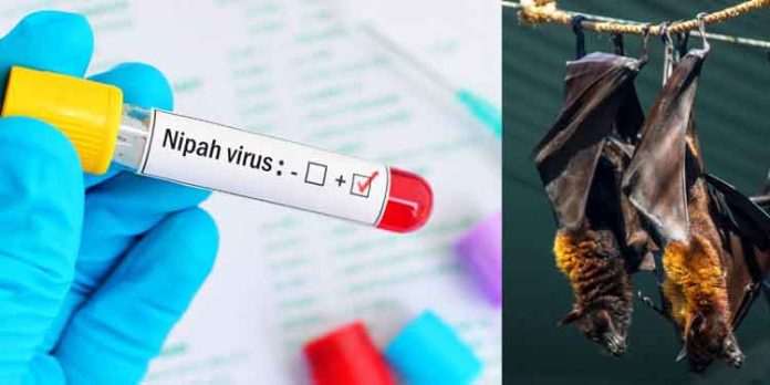 നിപ്പ ഭീതി വീണ്ടും ; ആശങ്ക വേണ്ടെന്ന് പറയുമ്പോളും ഇവ ശ്രദ്ധിക്കണം നിപ്പ ഭീതി വീണ്ടും ; ആശങ്ക വേണ്ടെന്ന് പറയുമ്പോളും ഇവ ശ്രദ്ധിക്കണം