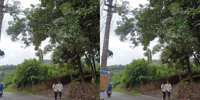 റോഡിലേക്ക് ചരിഞ്ഞു നില്ക്കുന്ന റബര് മരങ്ങള് യാത്രക്കാര്ക്ക് ഭീഷണിയാകുന്നതായി പരാതി റോഡിലേക്ക് ചരിഞ്ഞു നില്ക്കുന്ന റബര് മരങ്ങള് യാത്രക്കാര്ക്ക് ഭീഷണിയാകുന്നതായി പരാതി