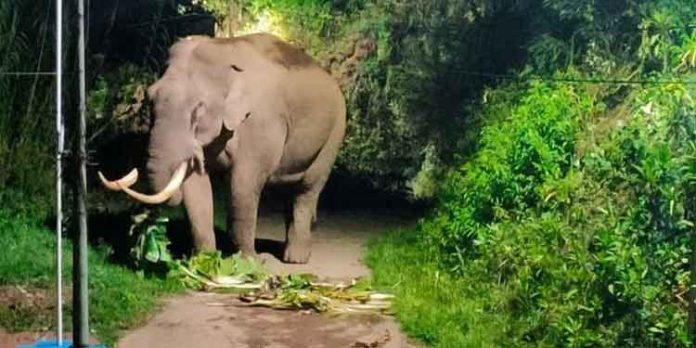 മൂന്നാർ ജനവാസ മേഖലയിൽ വീണ്ടും പടയപ്പ ഇറങ്ങി മൂന്നാർ ജനവാസ മേഖലയിൽ വീണ്ടും പടയപ്പ ഇറങ്ങി