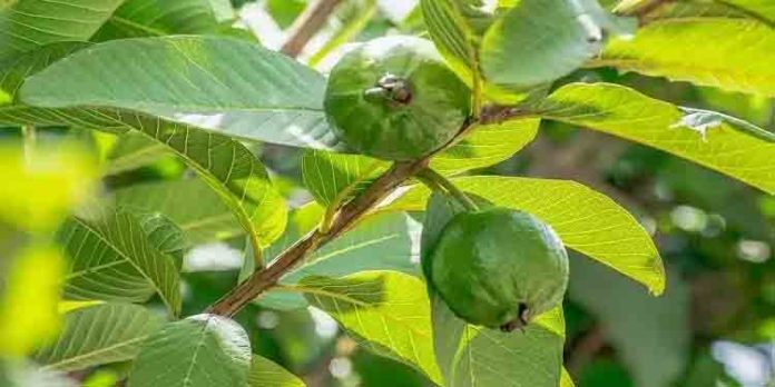 കീശ കാലിയാകാതെ മുടി കൊഴിച്ചിലിന് പരിഹാരം ; പേരയില കൊണ്ടുള്ള ഈ വിദ്യ അറിയാമോ? കീശ കാലിയാകാതെ മുടി കൊഴിച്ചിലിന് പരിഹാരം ; പേരയില കൊണ്ടുള്ള ഈ വിദ്യ അറിയാമോ?